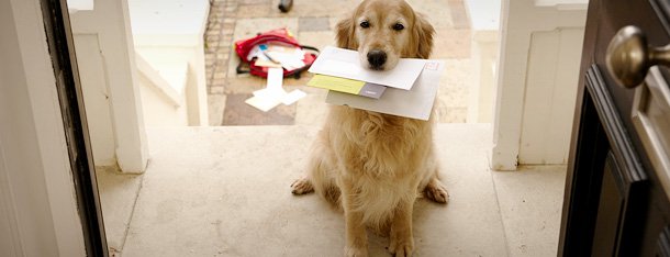 Hund mit Briefen in der Hand als Signal für Flirtfaktor Hund