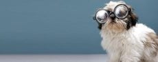 Interesse beim Flirtpartner wecken: Hund mit Brille